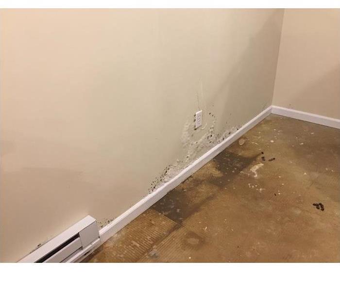 Mold Damage in Neptune, NJ