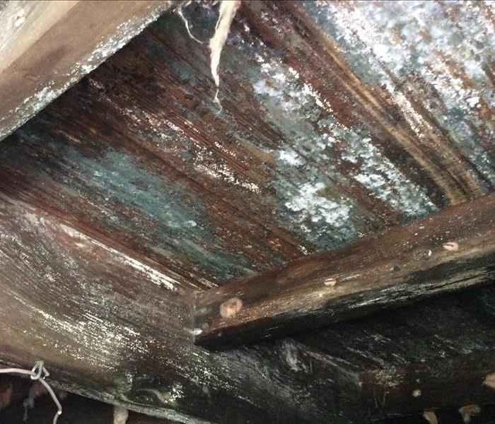 Residential Mold in Spring Lake, NJ