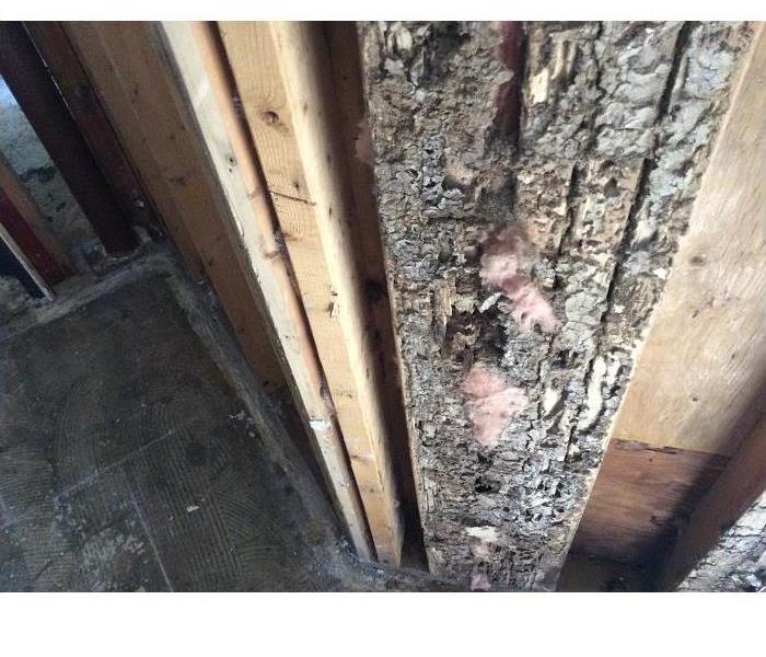 Commercial Mold Loss in Whiting, NJ